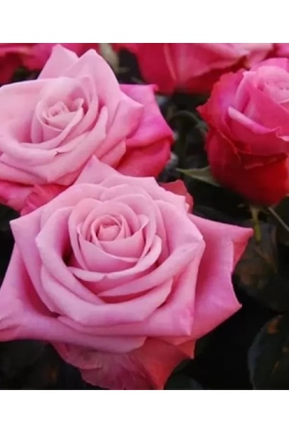 Густомахровый цветок розы Дипп Уоттер